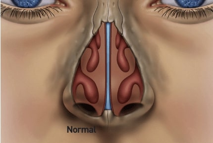 Normal Nasal Anatomy